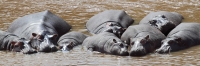 Hippos_MaraRiver_6005