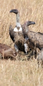 Hooded&griffonVultures_5946_v