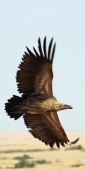 HoodedVulture_5948_v