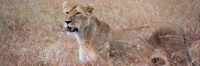 Lion_2235