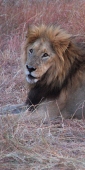 Lion_2241_v