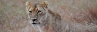 Lion_5920