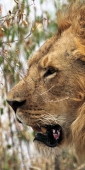 Lion_5975_v