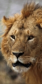 Lion_5977_v