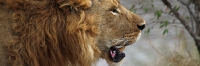 Lion_5978