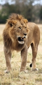 Lion_5980_v