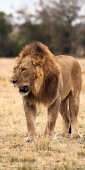 Lion_5981_v