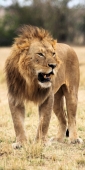 Lion_5982_v