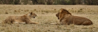 Lion_5985