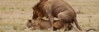 Lion_5991