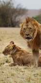 Lion_5993