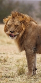Lion_5994