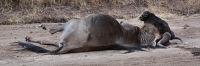 Lion_Kill_2237