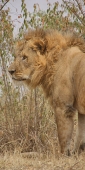 Lions_2372_v