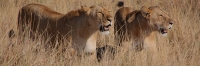 Lions_Kill_2283