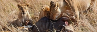 Lions_Kill_2303