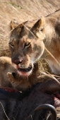 Lions_Kill_2305_v