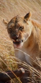 Lions_Kill_2306_v