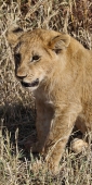 Lions_Kill_5933_v