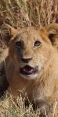 Lions_Kill_5939_v