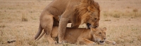 Lions_Mating_2383