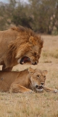 Lions_Mating_2384_v