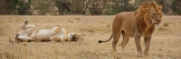 Lions_Mating_2386