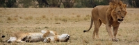 Lions_Mating_2387