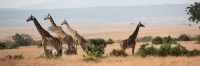 MaasaiGiraffes_2322