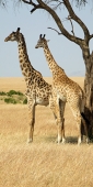 MaasaiGiraffes_MalesNecking_2336_v