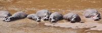 MaraRiver_Hippos_2403