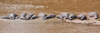 MaraRiver_Hippos_2404