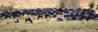 Wilderbeest_BlackRace_6001