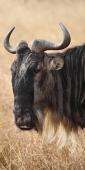 Wilderbeest_BlackRace_6014_v