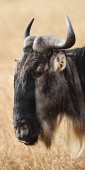 Wilderbeest_BlackRace_6015_v