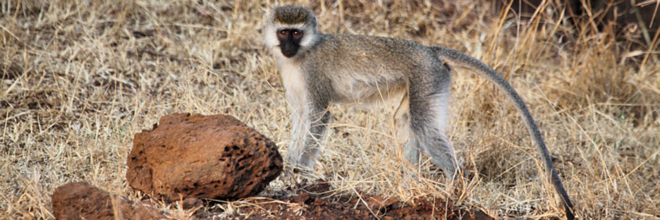 BlackFacedVervetMonkeys_6693.jpg