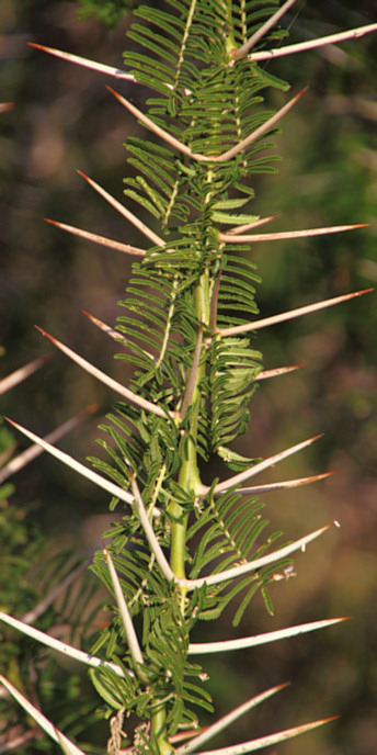 Flora_6556_v.jpg