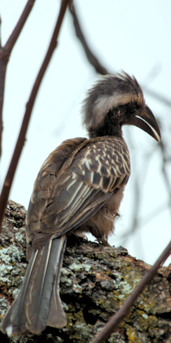GreyHornbill_6635_v.jpg