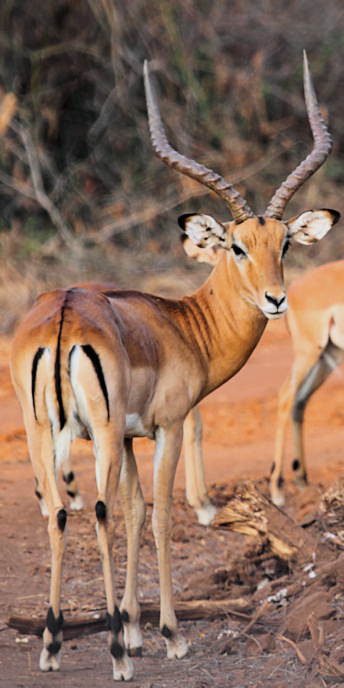 Impala_6692_v.jpg