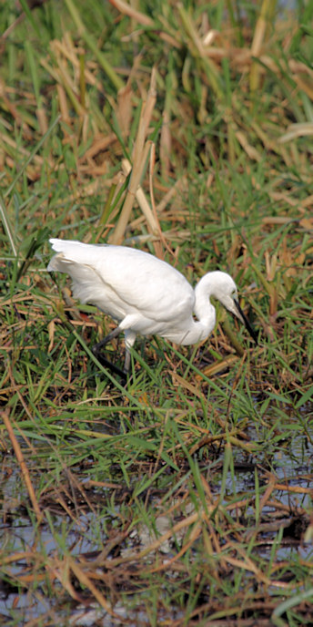 LittleEgret_6657_v.jpg