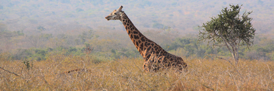 MaasaiGiraffe_2470.jpg