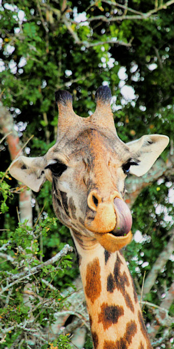MaasaiGiraffe_6574_v.jpg