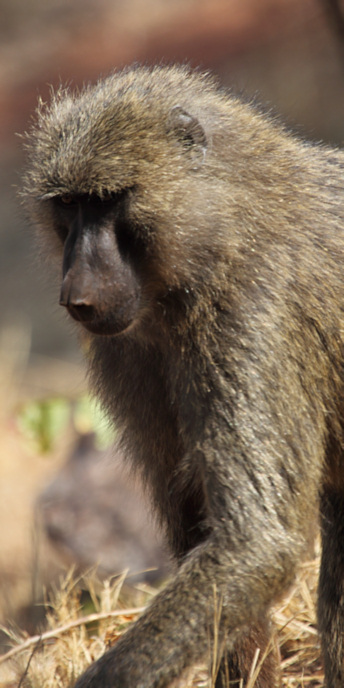 OliveBaboon_6637_v.jpg