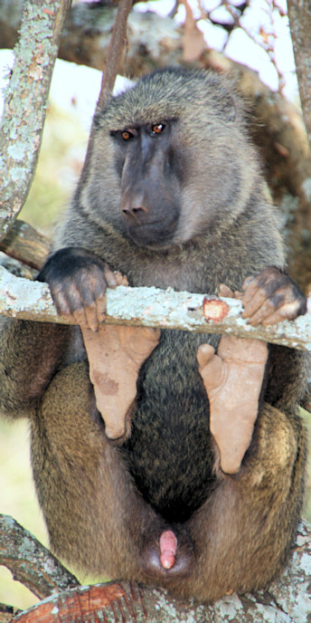 OliveBaboons_2499_v.jpg