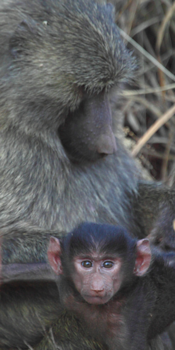 OliveBaboons_6651_v.jpg