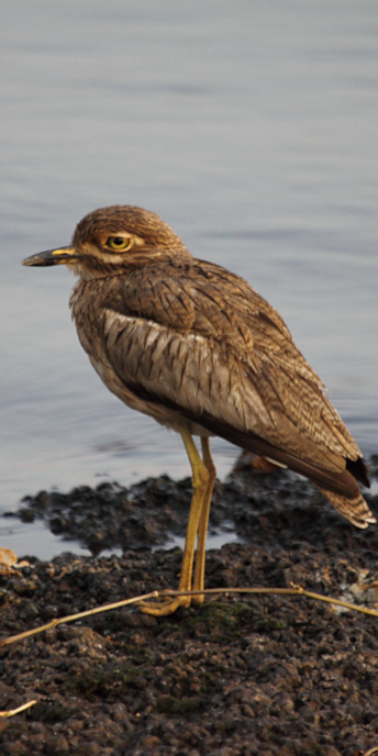 WaterThickKnee_6697_v.jpg