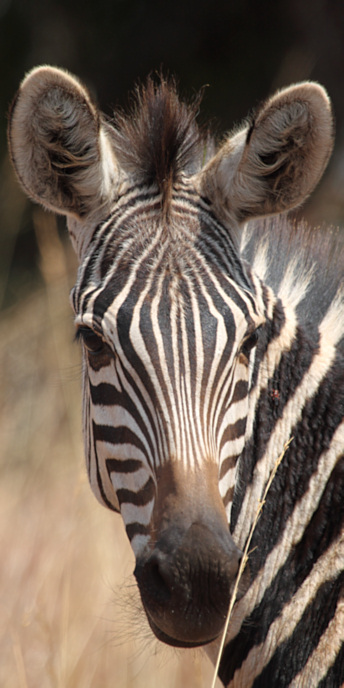 Zebra_6624_v.jpg