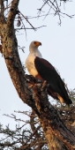 AfricanFishEagles_6680_v