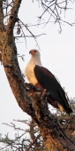 AfricanFishEagles_6681_v