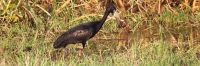 AfricanOpenbill_6673